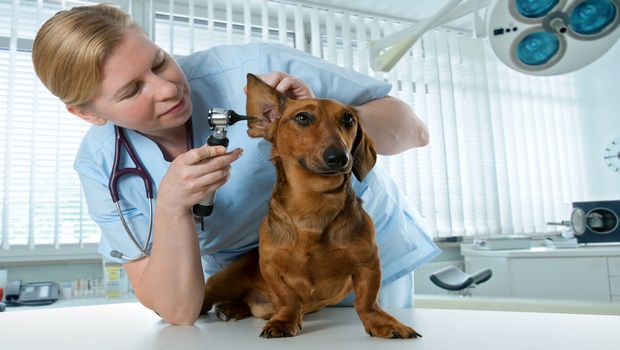 Tax Deductions Checklist for veterinarians in Sydney